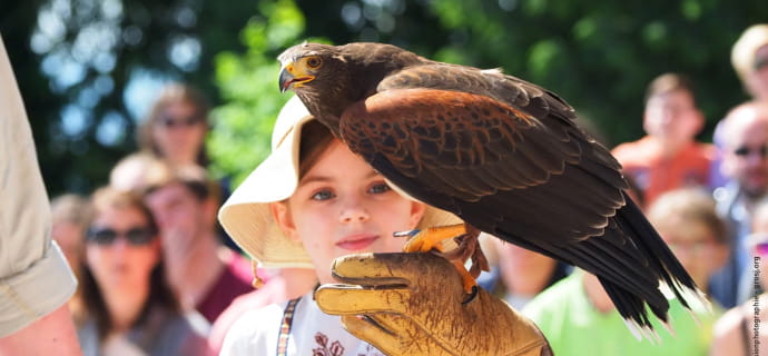 Children are invited to pass the glove and welcome buzzards to the Harris during flight presentations.