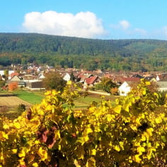 A vélo à travers vignes et villages d'Alsace