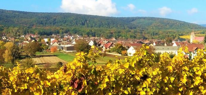Cycling through the vineyards and villages of Alsace