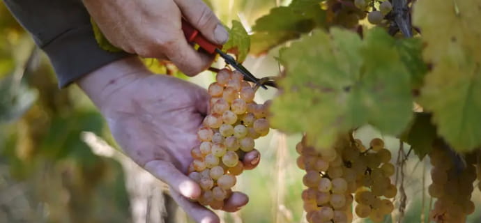 Partagez le casse-croûte du vigneron au Domaine Schneider Jean Marc