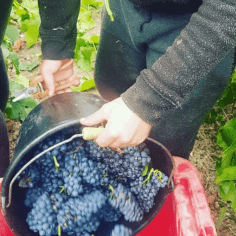 Bezoek aan de wijnbouwer - Champagne Leblanc-Collard