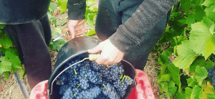 Visit to the vineyard - Champagne Leblanc-Collard