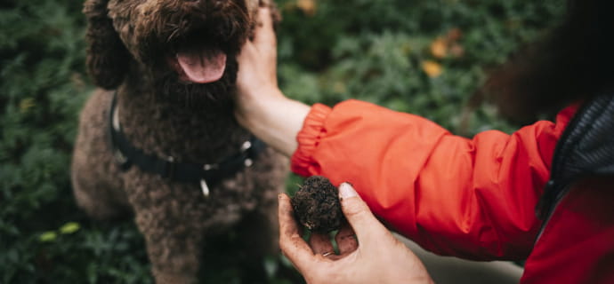 Pino, the truffle dog
