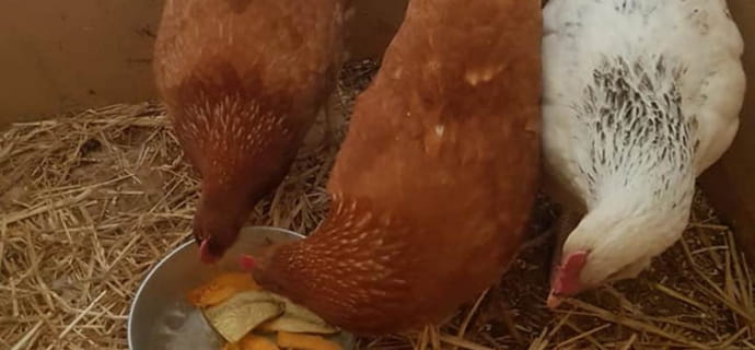 Hühner auf Patchs Mini-Farm