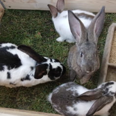 Kaninchen auf Patchs Mini-Farm