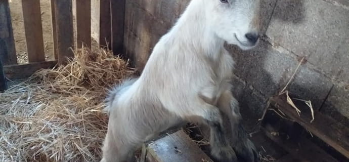 Goat at Patch Mini Farm
