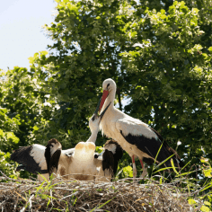 The museum's storks