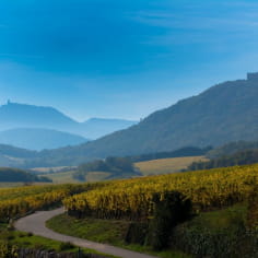 La Route des Vins d'Alsace avec au loin, le château du Haut-Koenigsbourg