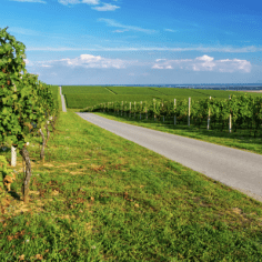 Strada del vino dell'Alsazia Rally Alsacexpress