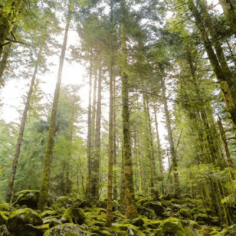 4-tägiger Aufenthalt, Entdeckung der Waldtherapie