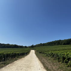The path of the vineyards, taken at the beginning of the visit.