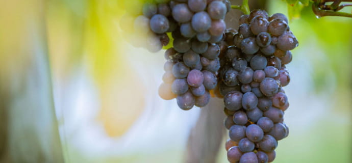 Parenthèse Vigneronne – Einführung in die Weinprobe
