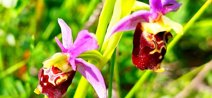 Hommel Orchidee