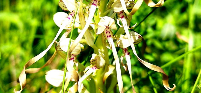 Orchidea caprina 