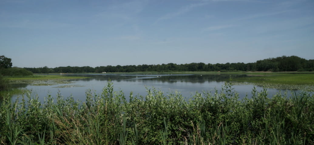Teich in Argonne