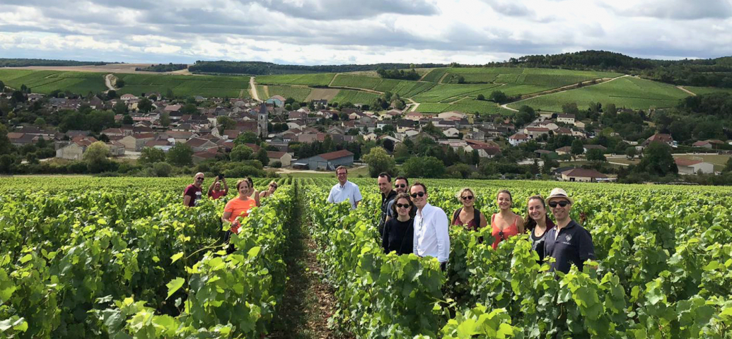 Wandeling door de Baroville wijngaarden en Champagne proeverij