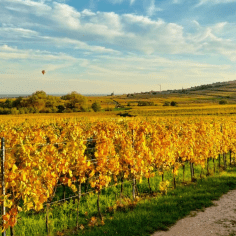 Visita guidata alla cantina del Domaine Fahrer - vini biologici dell'Alsazia
