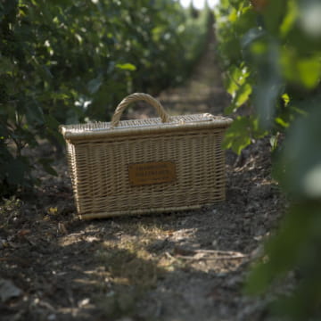 Picnic in the heart of the vineyards of the Vollereaux estate