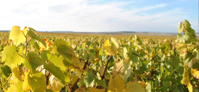 Let's take a stroll through the vineyards at Domaine Champagne Christian Muller