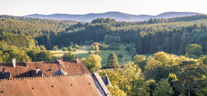 Birkenwald von der Terrasse des Hotels au Chasseur aus gesehen
