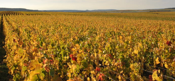Let's take a stroll through the vineyards at Domaine Champagne Christian Muller