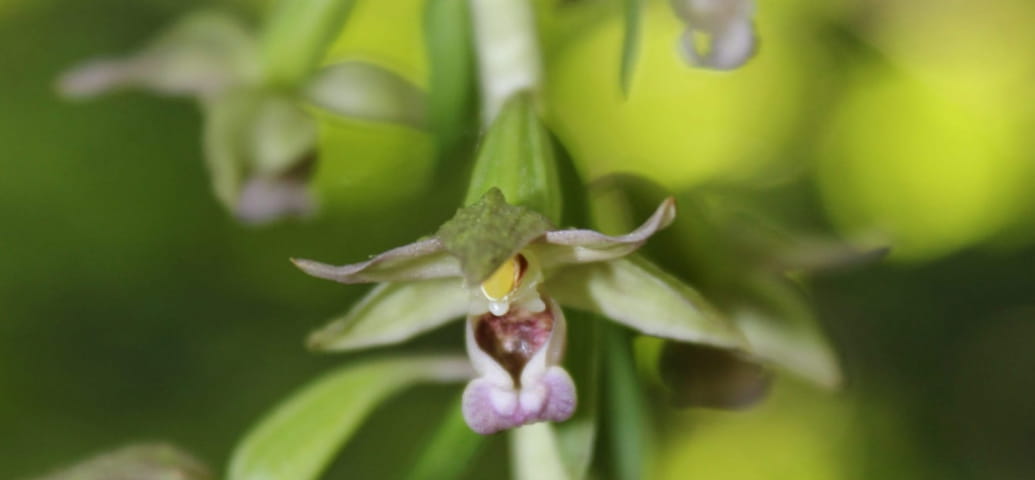 Broad-leaved epipactis, a wild orchid