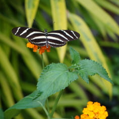 Foto van een vlinder in de Jardin des Papillons