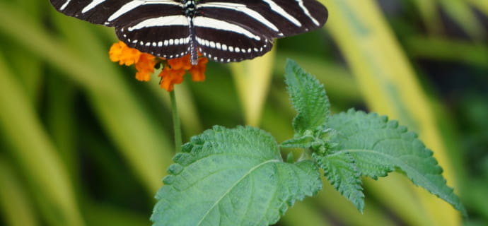 Photo of a butterfly at the Jardin des Papillons