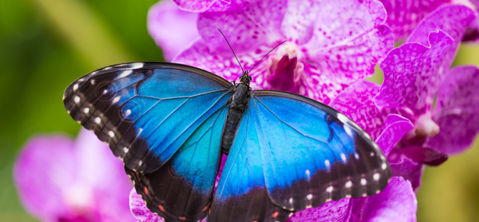 Photo of a blue morpho on a pink flower