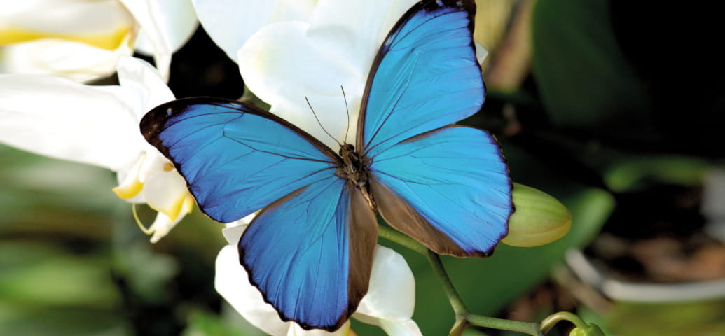 Morpho Bleu auf einer weißen Orchidee