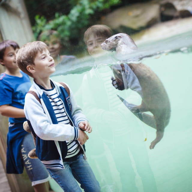 Zoo d'Amnéville, piscine loutre, interaction avec enfants