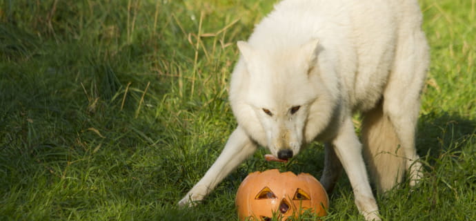 Halloween : Les Créatures Fantastiques au Parc de Sainte-Croix