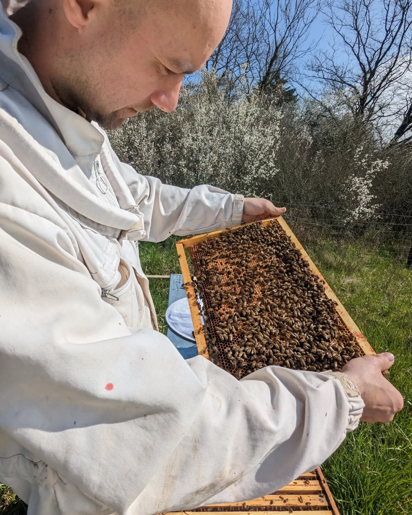 Manipulation d'un cadre par l'apiculteur sans protection