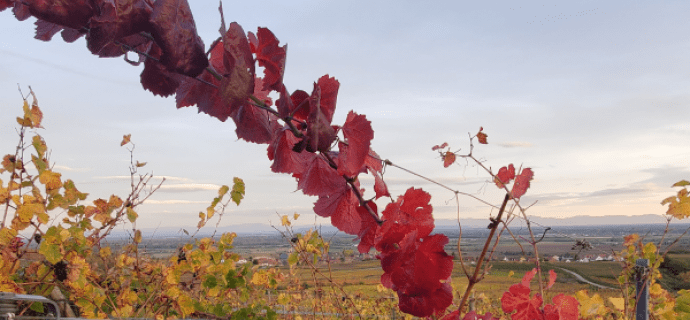Rondleiding door de wijnmakerij in de Elzas