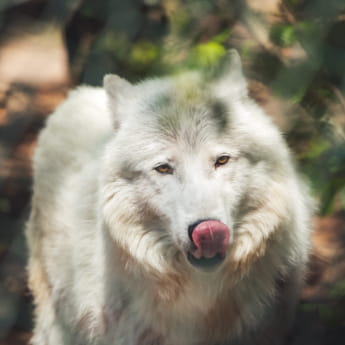 Loup blanc au Parc Argonne Découverte