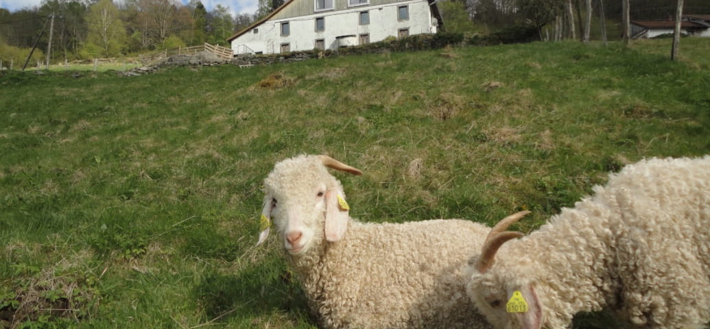 Der Bauernhof und seine Angora-Ziegen - Zimmer Flocon auf dem Bauernhof sous les Hiez in Cornimont