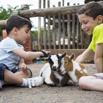 Ferme chèvre Se prendre au jeu au Parc Animalier de Sainte Croix