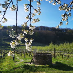Wijngaarden - Domaine Les Béliers
