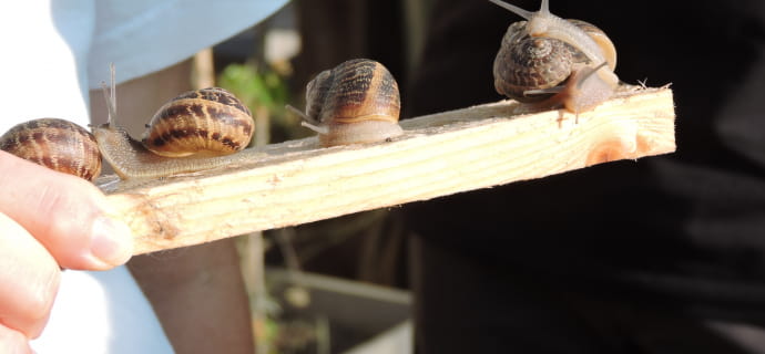 snail presentation