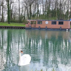 Parking the House Boat in Aÿ-Champagne, with a swan nearby
