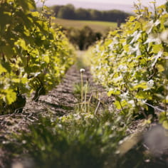 Immersion dans les vignes et dégustation - Champagne De Sloovere - Pienne